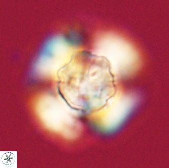 Heliolithus knoxii 66311