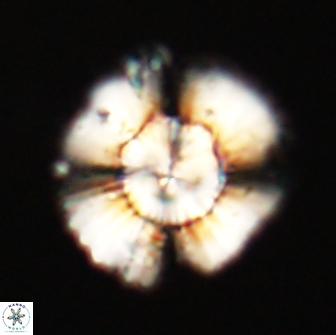 Heliolithus knoxii 66313