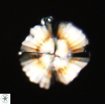 Heliolithus knoxii 66314