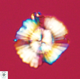 Heliolithus knoxii 66315