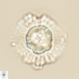 Heliolithus knoxii 66321