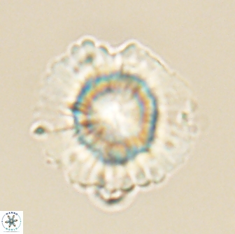 Heliolithus knoxii 66322