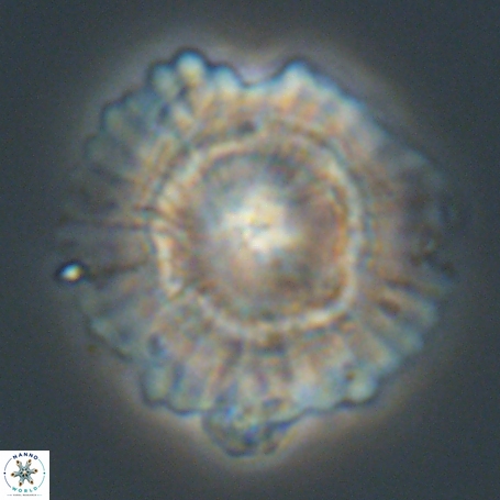 Heliolithus knoxii 66323