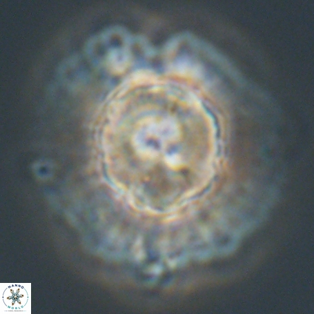 Heliolithus knoxii 66324
