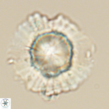 Heliolithus knoxii 66325