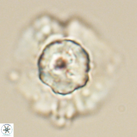 Heliolithus knoxii 66326