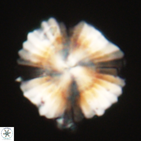 Heliolithus knoxii 66331