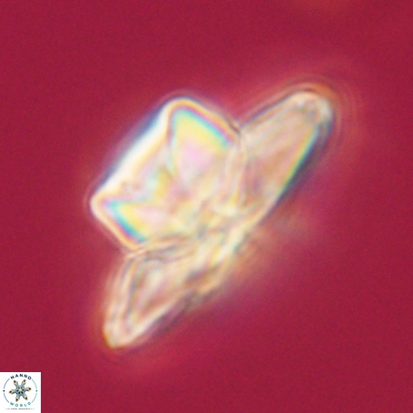 Heliolithus knoxii 66339