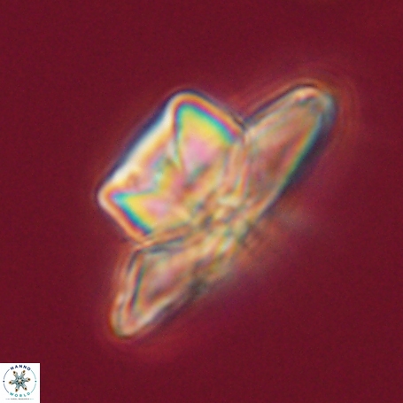 Heliolithus knoxii 66342