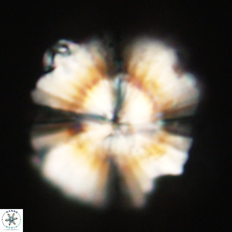 Heliolithus knoxii 66349