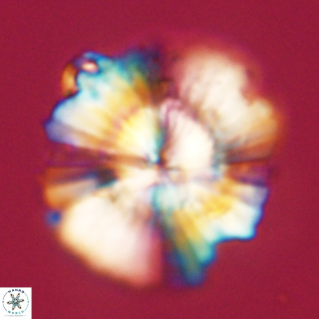 Heliolithus knoxii 66350