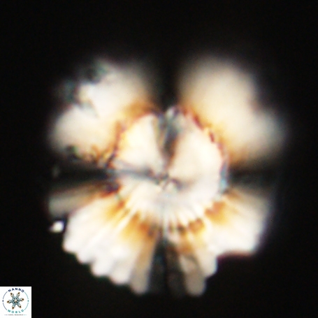 Heliolithus knoxii 66353