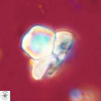 Heliolithus knoxii 69400