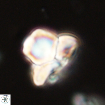 Heliolithus knoxii 69401