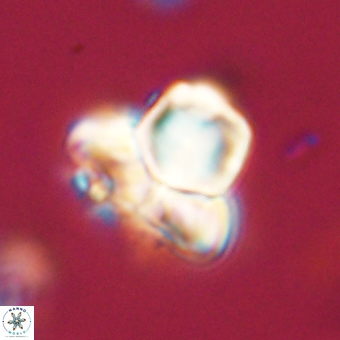 Heliolithus knoxii 69402
