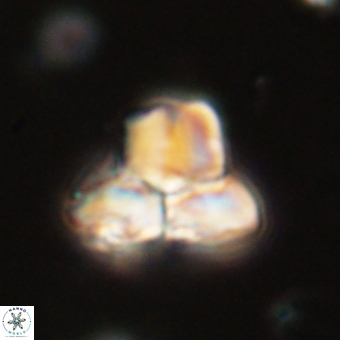 Heliolithus knoxii 69404