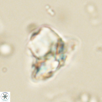 Heliolithus knoxii 69406