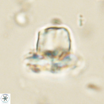 Heliolithus knoxii 69407