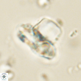 Heliolithus knoxii 69408