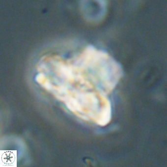 Heliolithus knoxii 69409