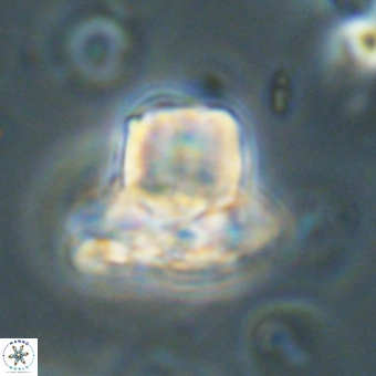 Heliolithus knoxii 69412