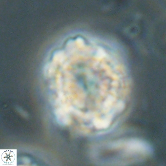 Heliolithus knoxii 69413