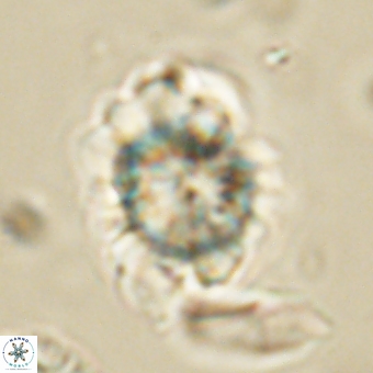 Heliolithus knoxii 69415