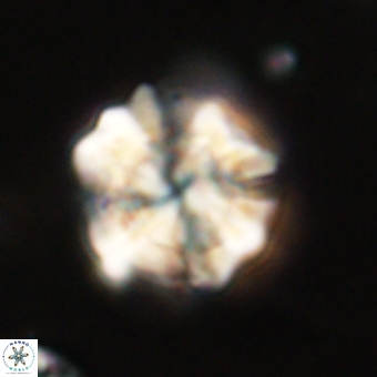 Heliolithus knoxii 69417