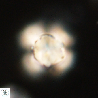 Heliolithus knoxii 69418