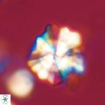 Heliolithus knoxii 69421