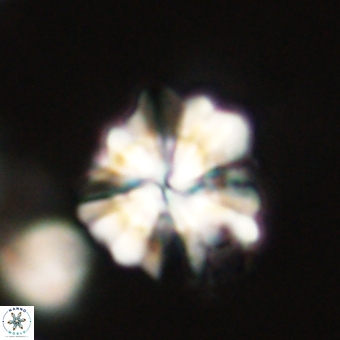 Heliolithus knoxii 69422