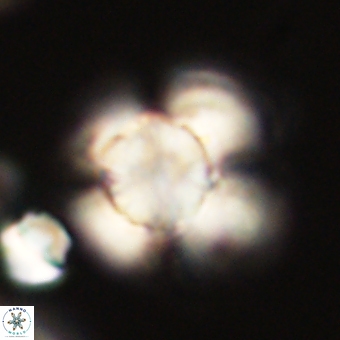 Heliolithus knoxii 69423