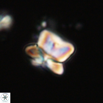 Heliolithus knoxii 69425
