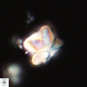 Heliolithus knoxii 69429