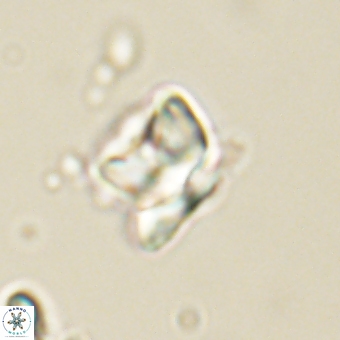 Heliolithus knoxii 69430