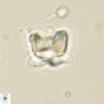 Heliolithus knoxii 69431