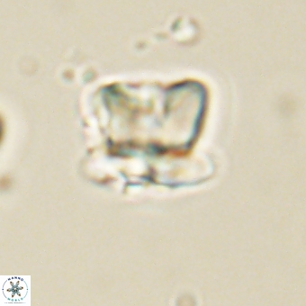 Heliolithus knoxii 69432
