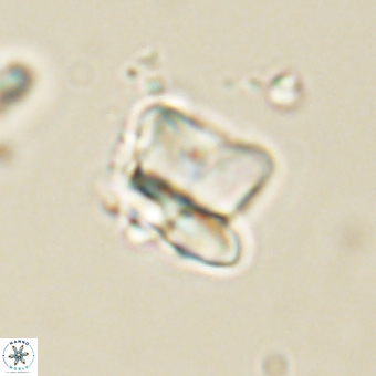 Heliolithus knoxii 69433