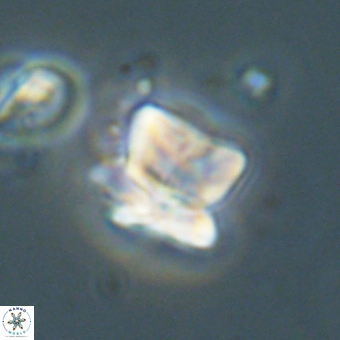 Heliolithus knoxii 69434