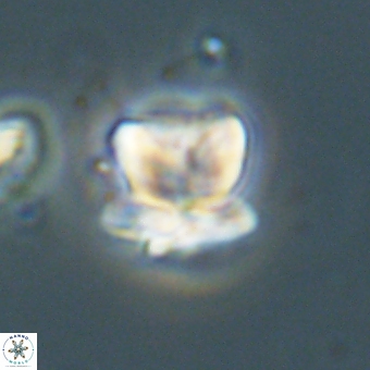 Heliolithus knoxii 69435