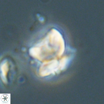 Heliolithus knoxii 69436