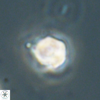 Heliolithus knoxii 69438