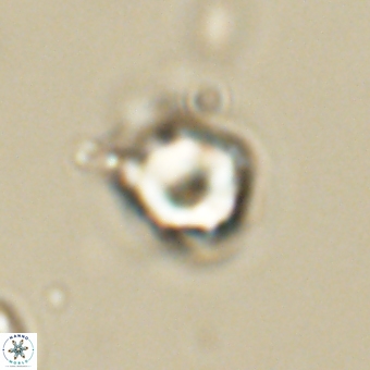Heliolithus knoxii 69441
