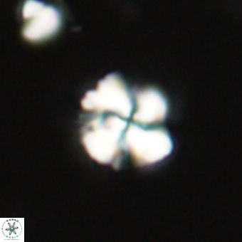 Heliolithus knoxii 69450