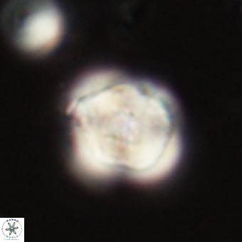 Heliolithus knoxii 69451