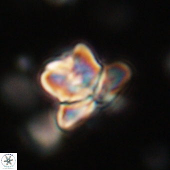 Heliolithus knoxii 69453
