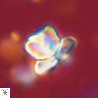 Heliolithus knoxii 69454