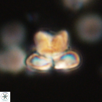 Heliolithus knoxii 69457