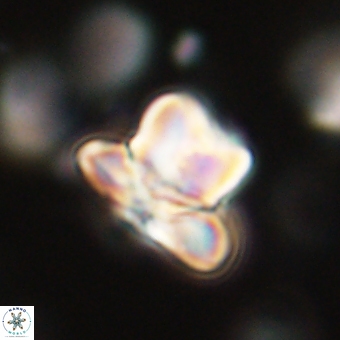Heliolithus knoxii 69458