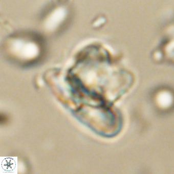 Heliolithus knoxii 69460